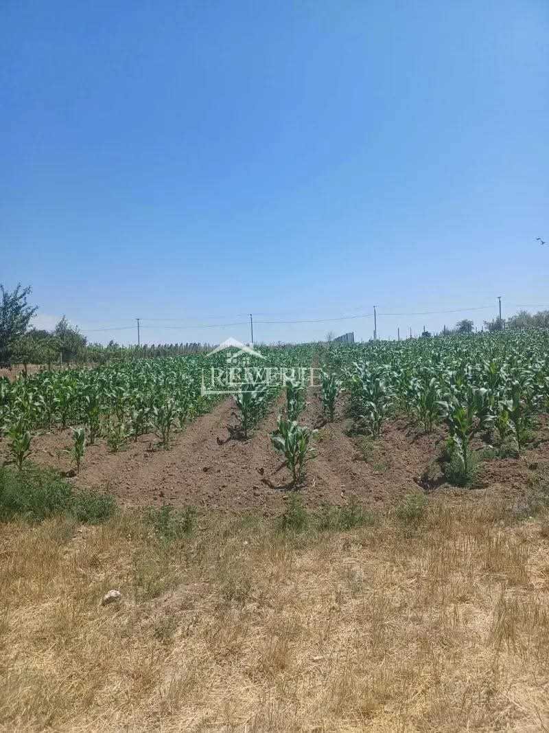 1-0-58125.  Se vinde Teren pentru constructii Crihana Veche 10500€